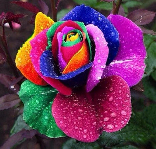 Unbelievable Rare 100 Rainbow Rose Seeds