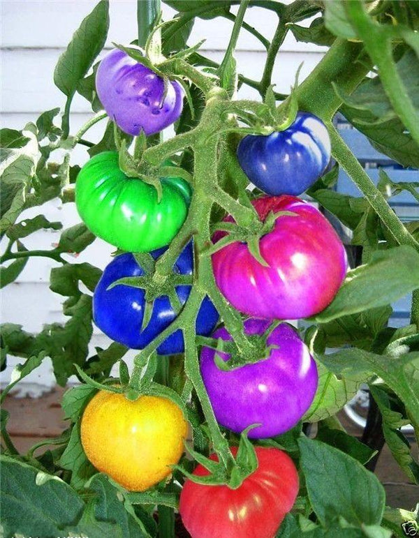 100Pc/Bag of Incredible Zen Rainbow Tomato Seeds